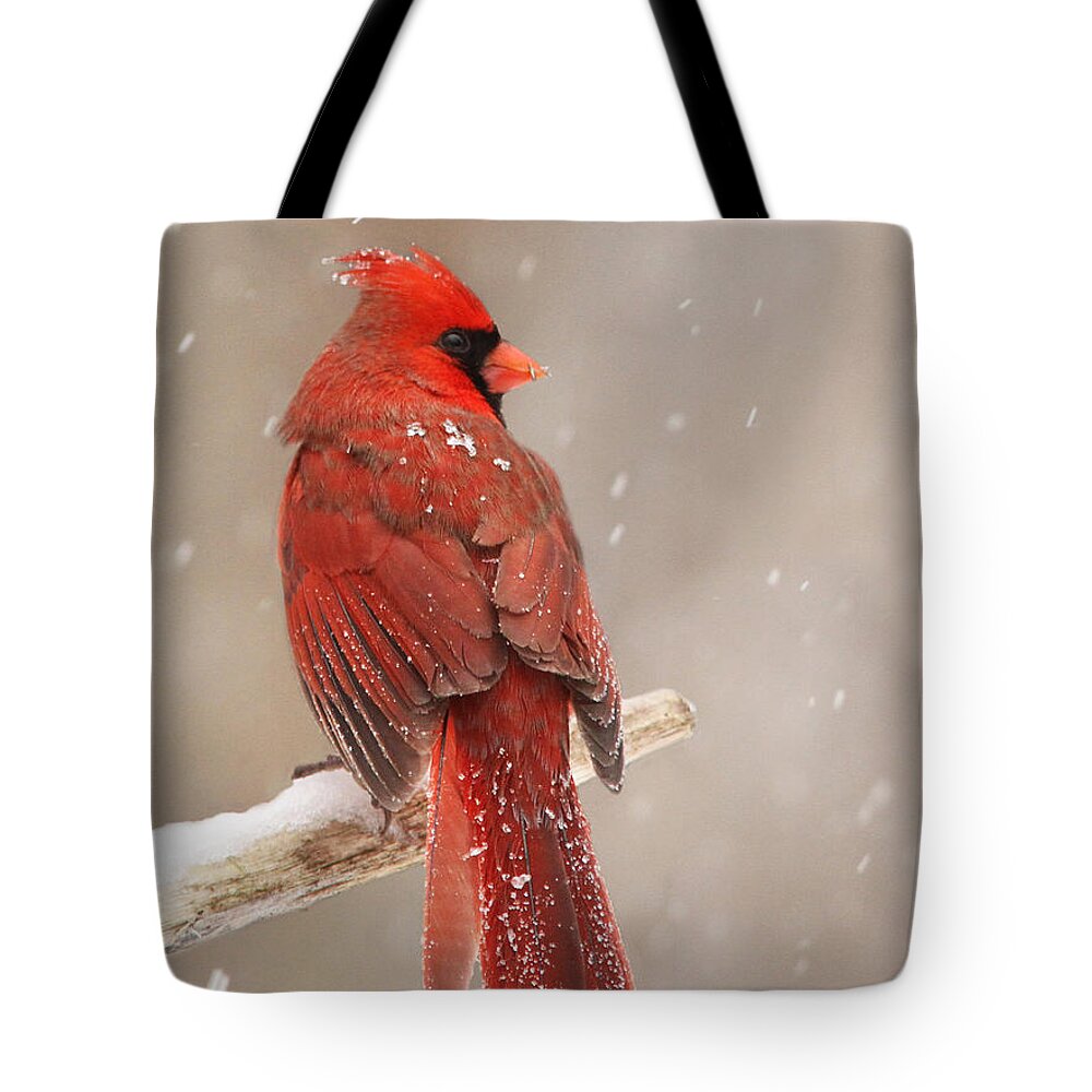 Northern Tote Bag featuring the photograph Winter Cardinal by Mircea Costina Photography