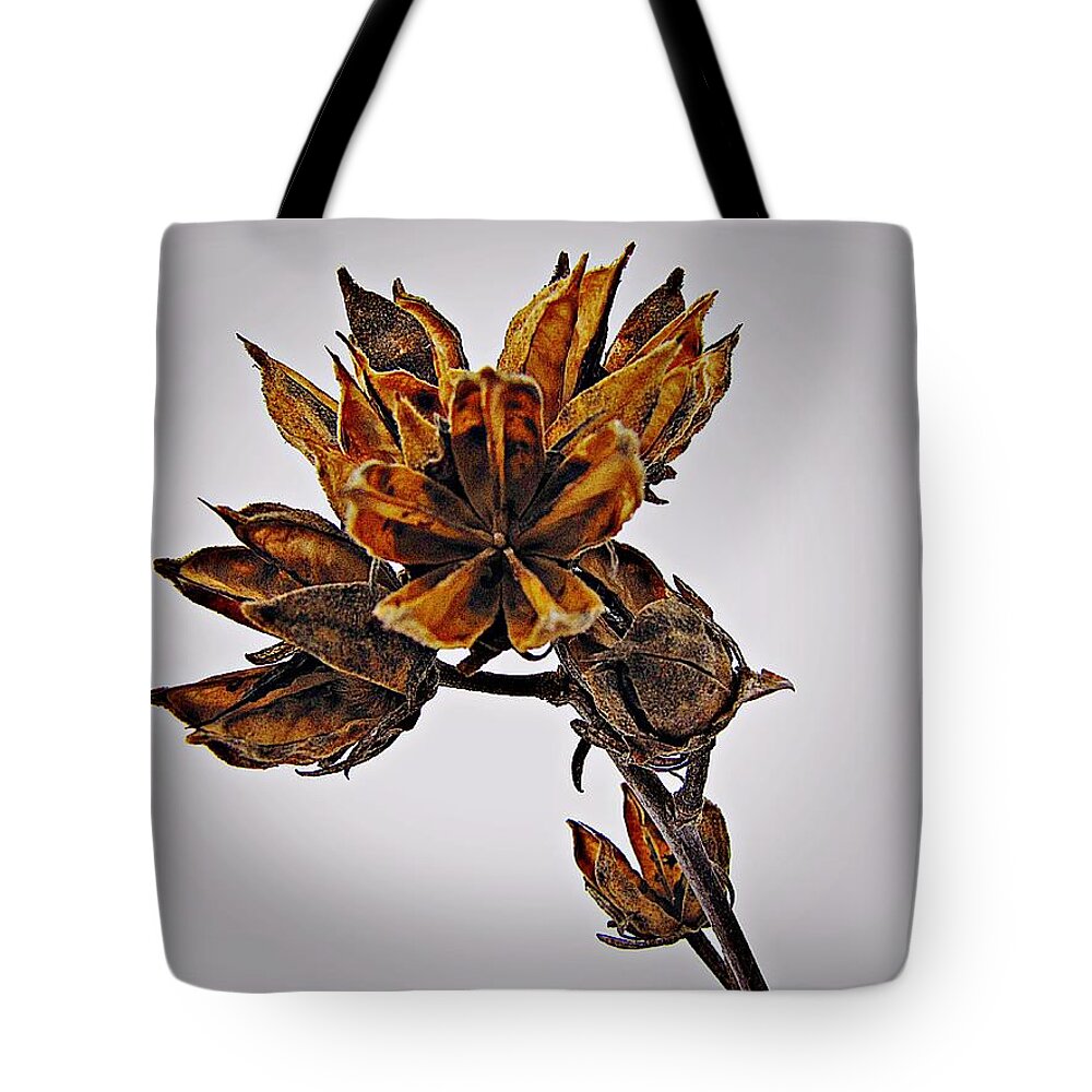 Rose Of Sharon Tote Bag featuring the photograph Winter Dormant Rose of Sharon by David Dehner