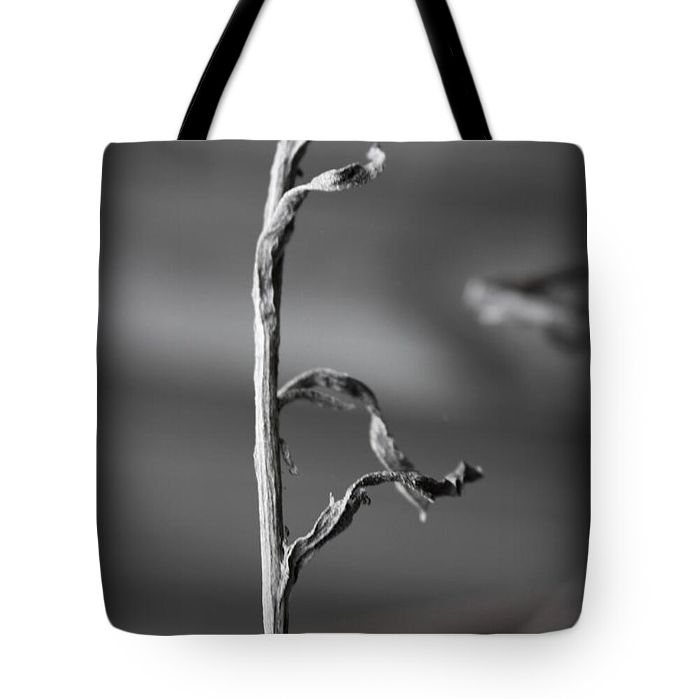 Winter Tote Bag featuring the photograph Winter Stem I by Kelly Hazel