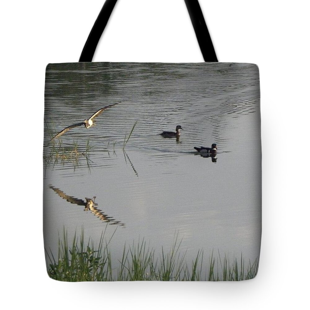 Wood Ducks Tote Bag featuring the photograph Wood Ducks At Peace by Kim Galluzzo Wozniak