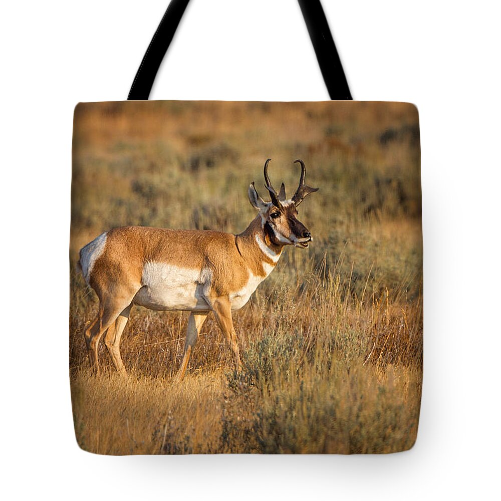 2012 Tote Bag featuring the photograph Wyoming Pronghorn by Ronald Lutz