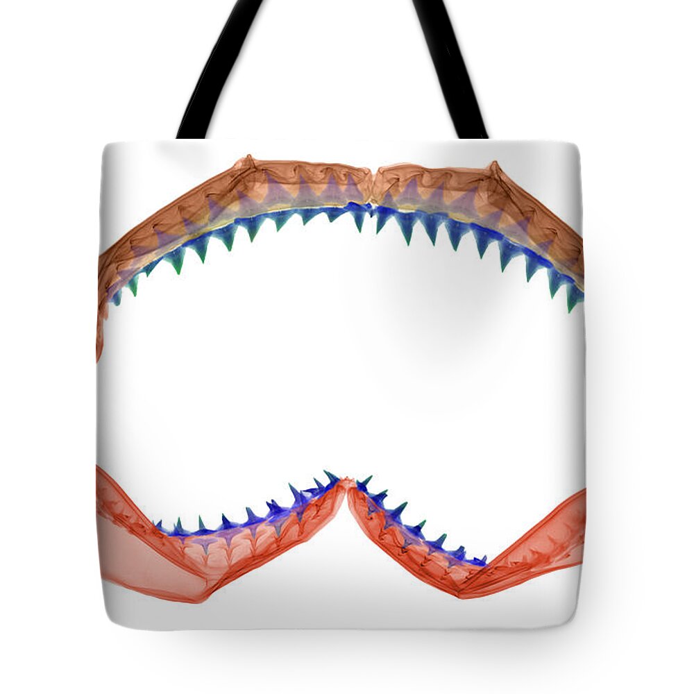 Animal Tote Bag featuring the photograph X-ray Of Shark Jaws by Ted Kinsman