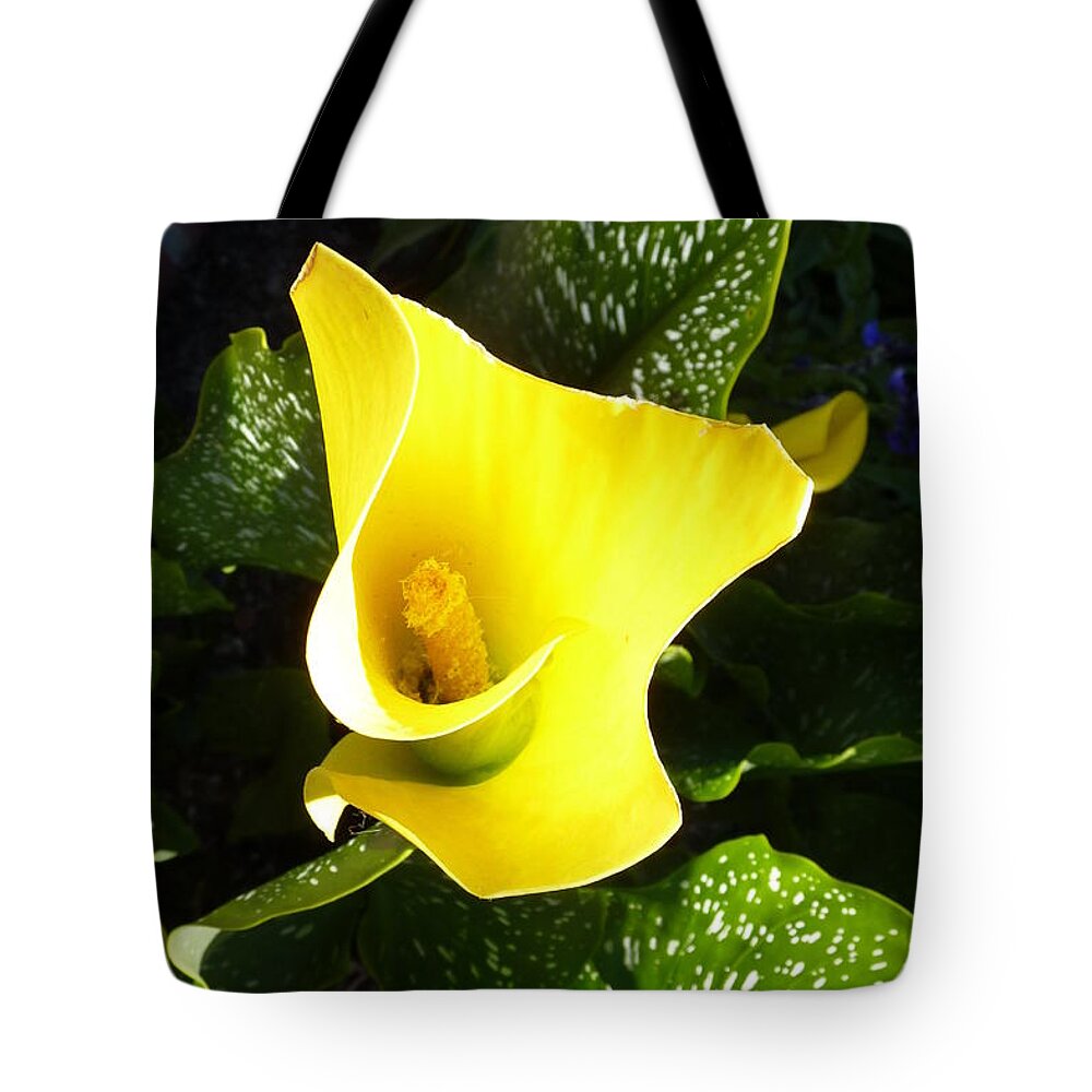 Calla Tote Bag featuring the photograph Yellow Calla Lily by Carla Parris