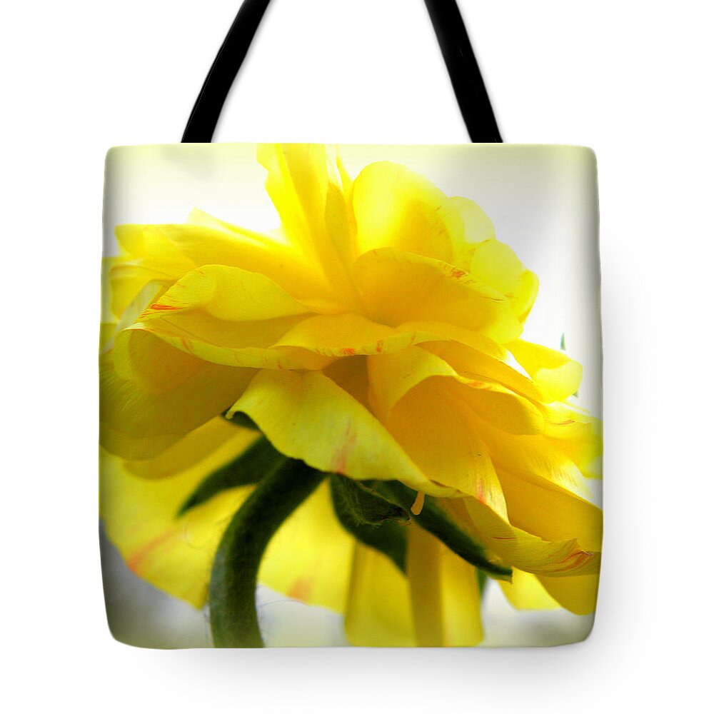 Ranunculus Tote Bag featuring the photograph Yellow Glow In The Sun by Kim Galluzzo Wozniak