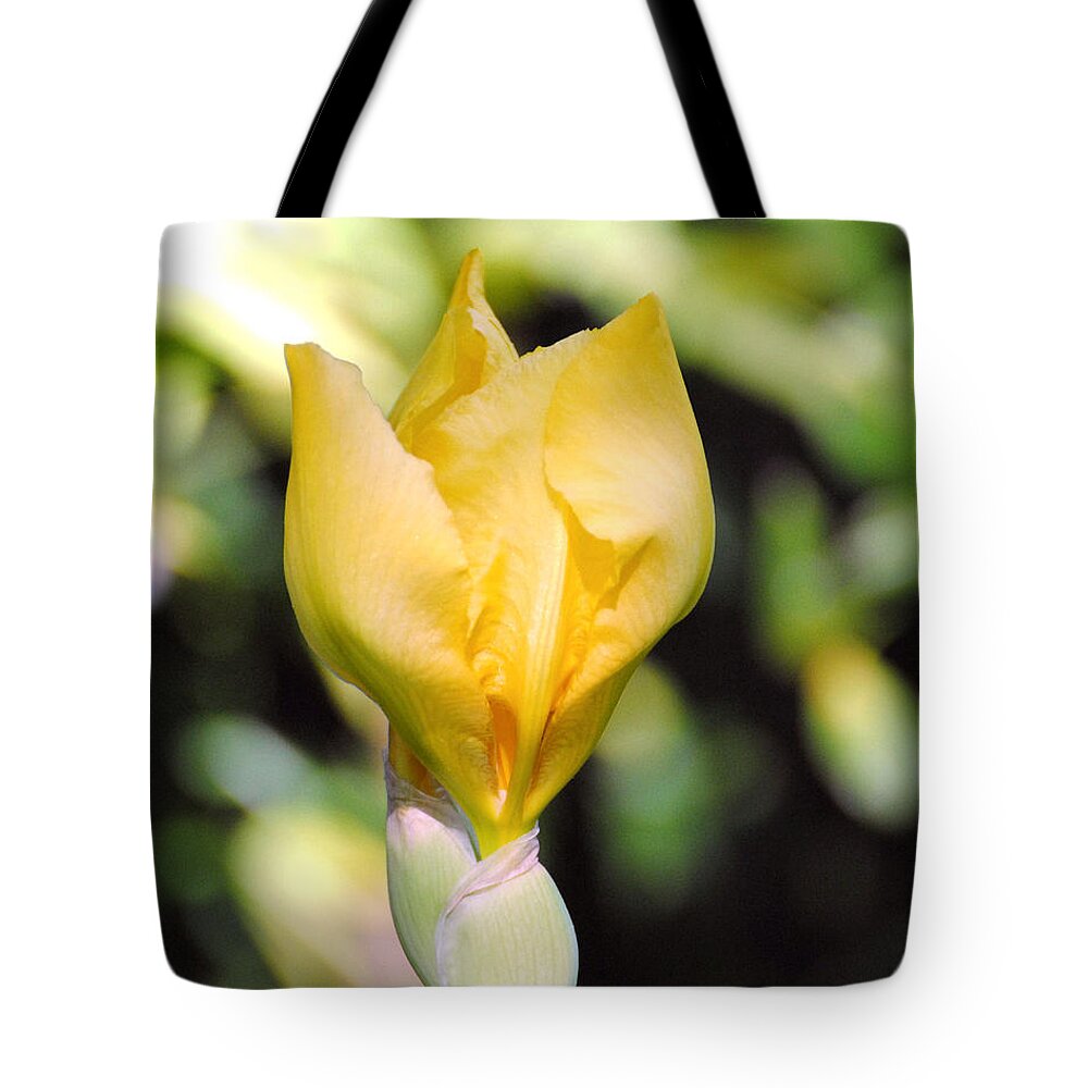 Beautiful Iris Tote Bag featuring the photograph Yellow Iris Bloom by Jai Johnson