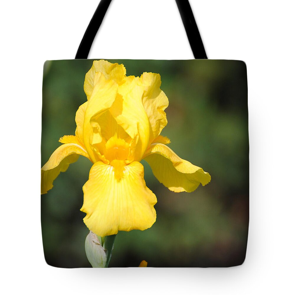 Flower Tote Bag featuring the photograph Yellow Iris by Jai Johnson