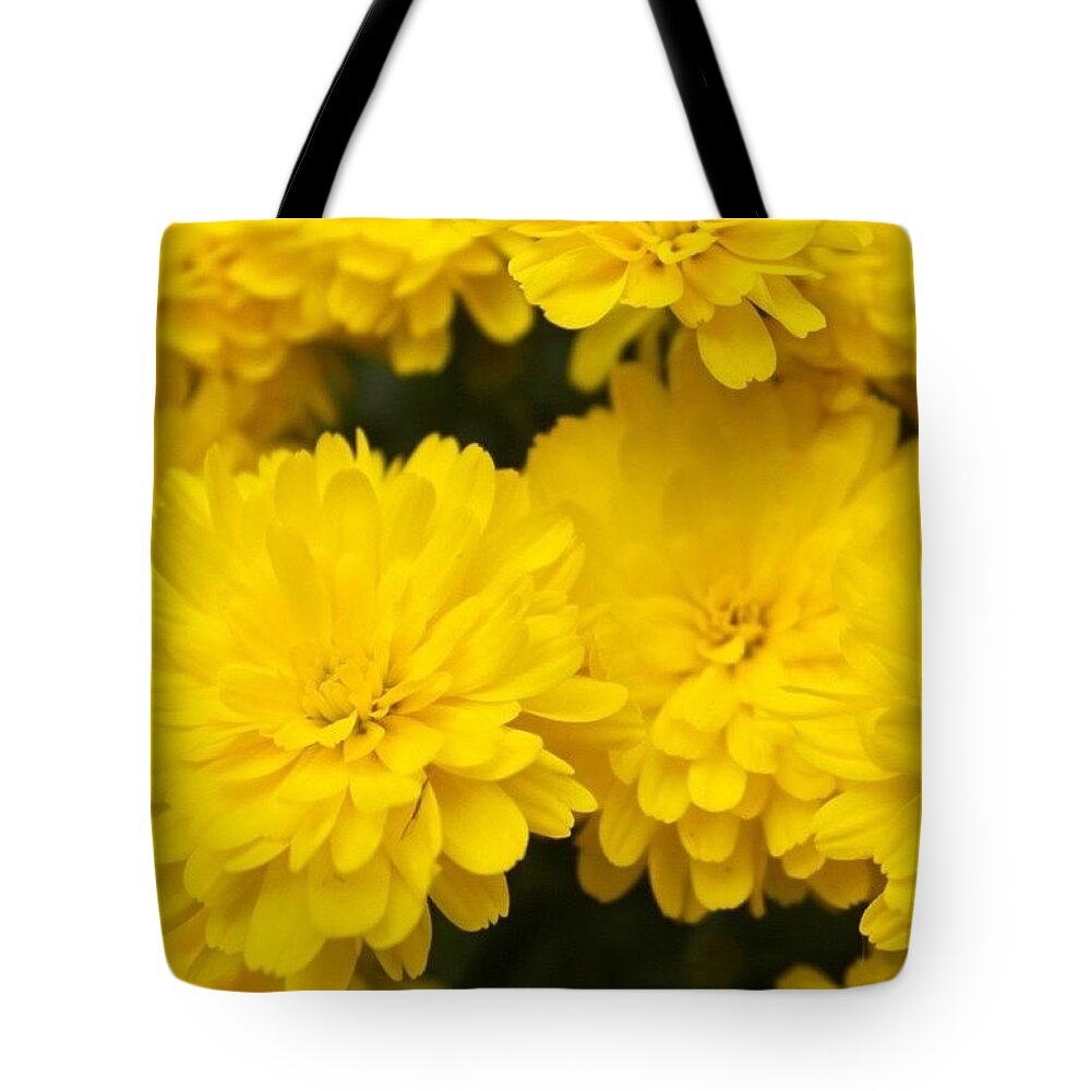 Flower Tote Bag featuring the photograph Yellow Mums by Justin Connor