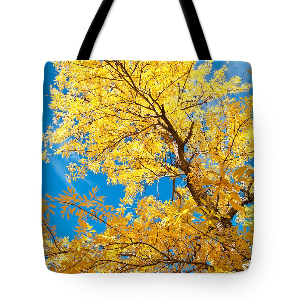 Autumn Tote Bag featuring the photograph Yellow on Blue by Bob and Nancy Kendrick