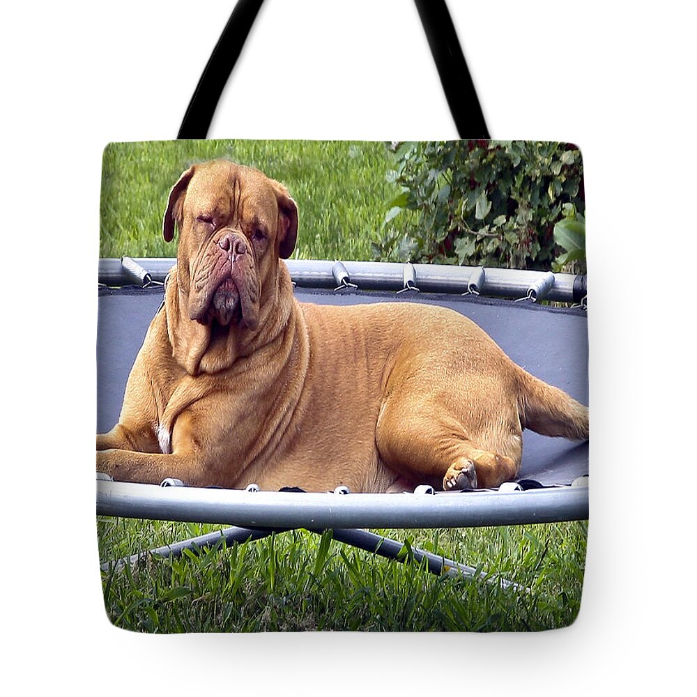 Very Large Dog Tote Bag featuring the photograph You Want To Do What by Burney Lieberman