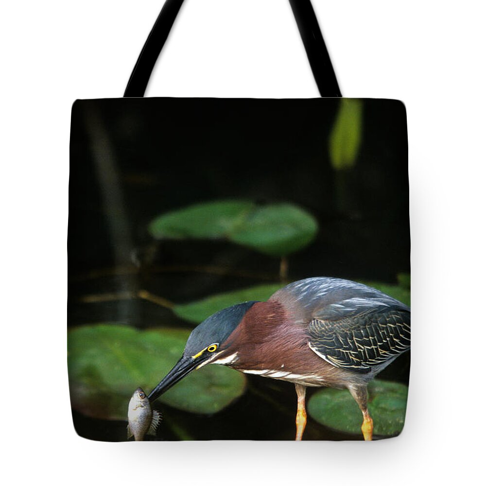 Heron Tote Bag featuring the photograph A Green Heron with fish by John Harmon