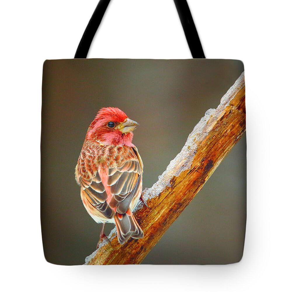 Birds Tote Bag featuring the photograph A Purple Finch by Duane Cross