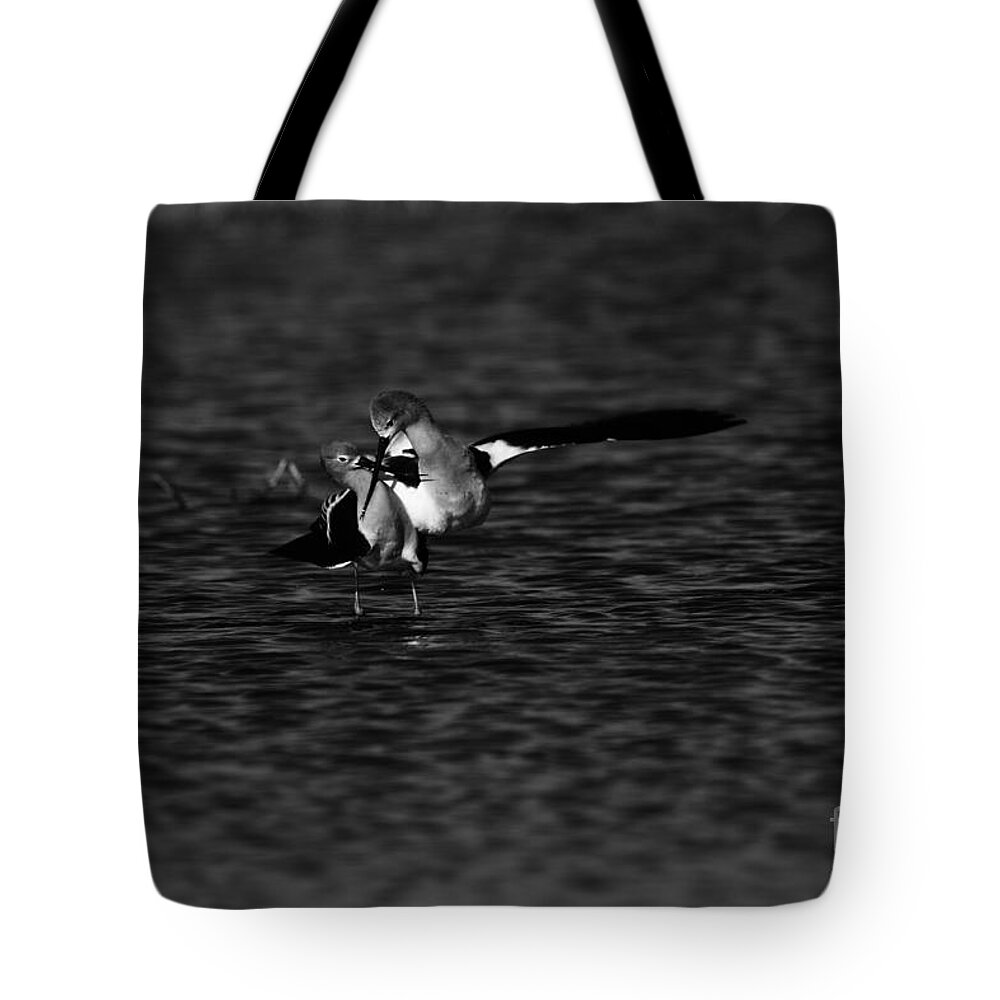 Birds Tote Bag featuring the photograph American Avocet Courtship Cross by John F Tsumas