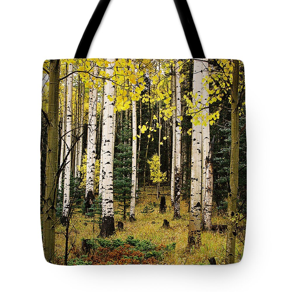 Red River Tote Bag featuring the photograph Aspen Grove In Upper Red River Valley by Ron Weathers