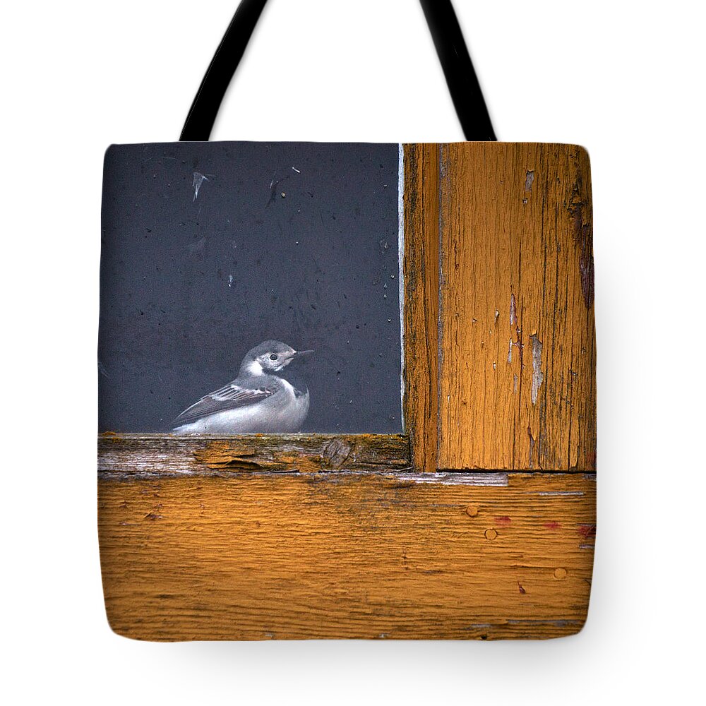 Seitseminen Tote Bag featuring the photograph Behind the glass by Jouko Lehto