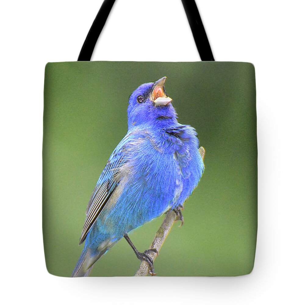 Bird Tote Bag featuring the photograph Hear the Indigo Bunting Sing by Alan Lenk