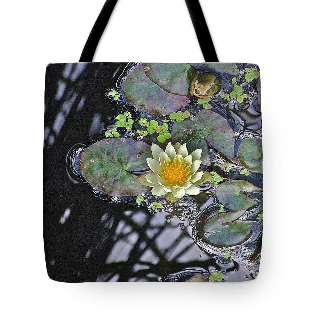Waterlily: Water Garden; Garden Plant; Flowers; Gardens; Nature Tote Bag featuring the photograph September White Water Lily by Janis Senungetuk