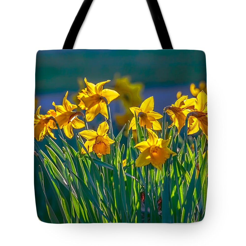 Narcissus Pseudonarcissus Tote Bag featuring the photograph Daffodils spring 2016 by Leif Sohlman