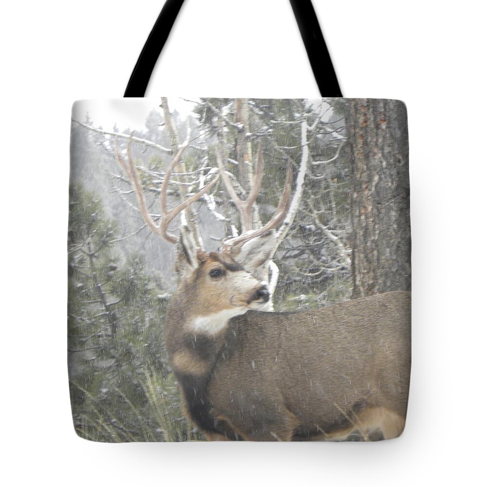  Animal Tote Bag featuring the photograph Buck Front Yard Divide CO by Margarethe Binkley