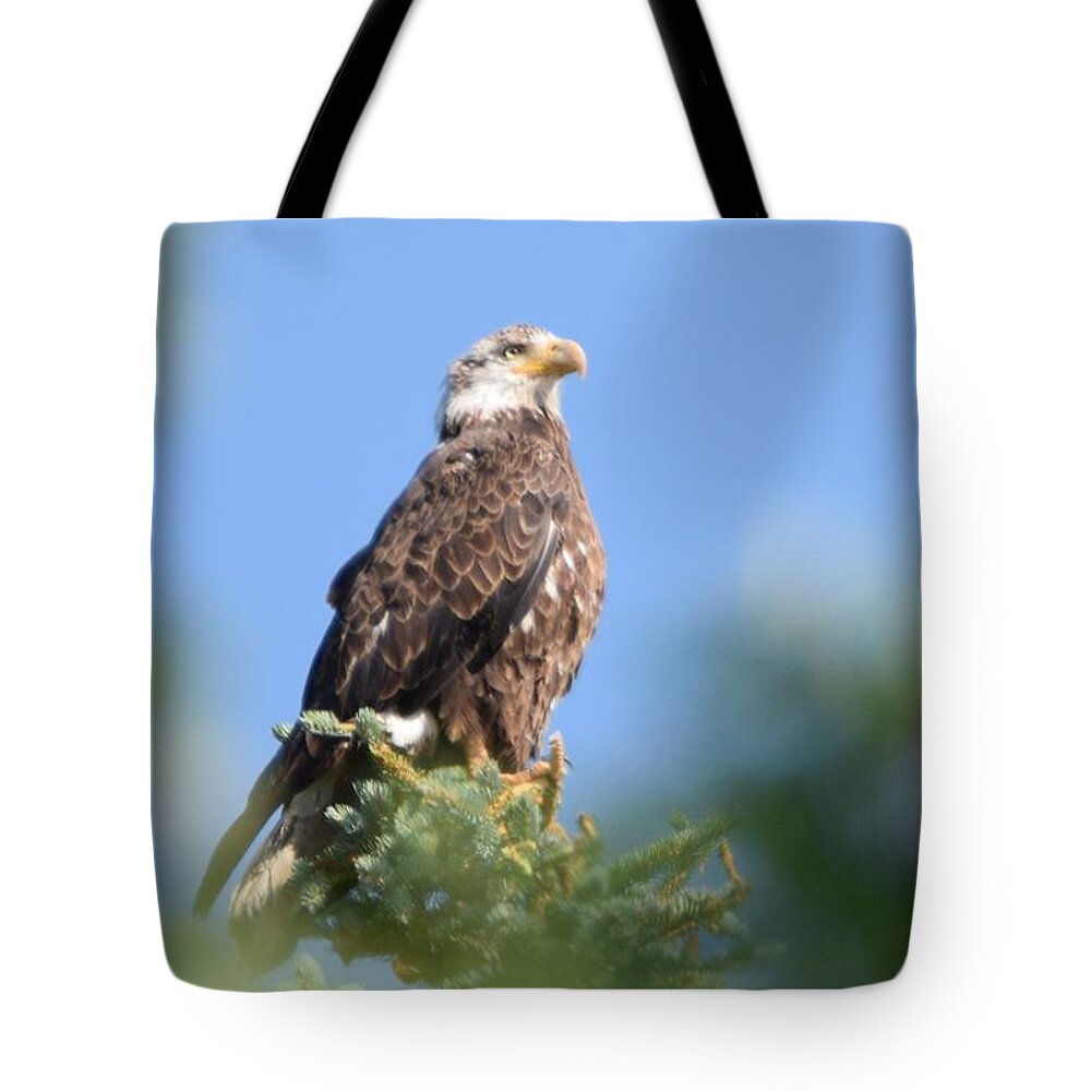 Bald Eagle Tote Bag featuring the photograph Bald Eagle Juvenile Burgess Res CO by Margarethe Binkley