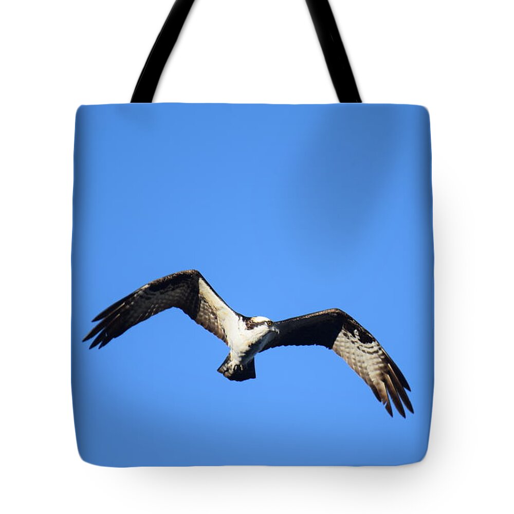 Osprey Tote Bag featuring the photograph Osprey Burgess Res Divide CO by Margarethe Binkley