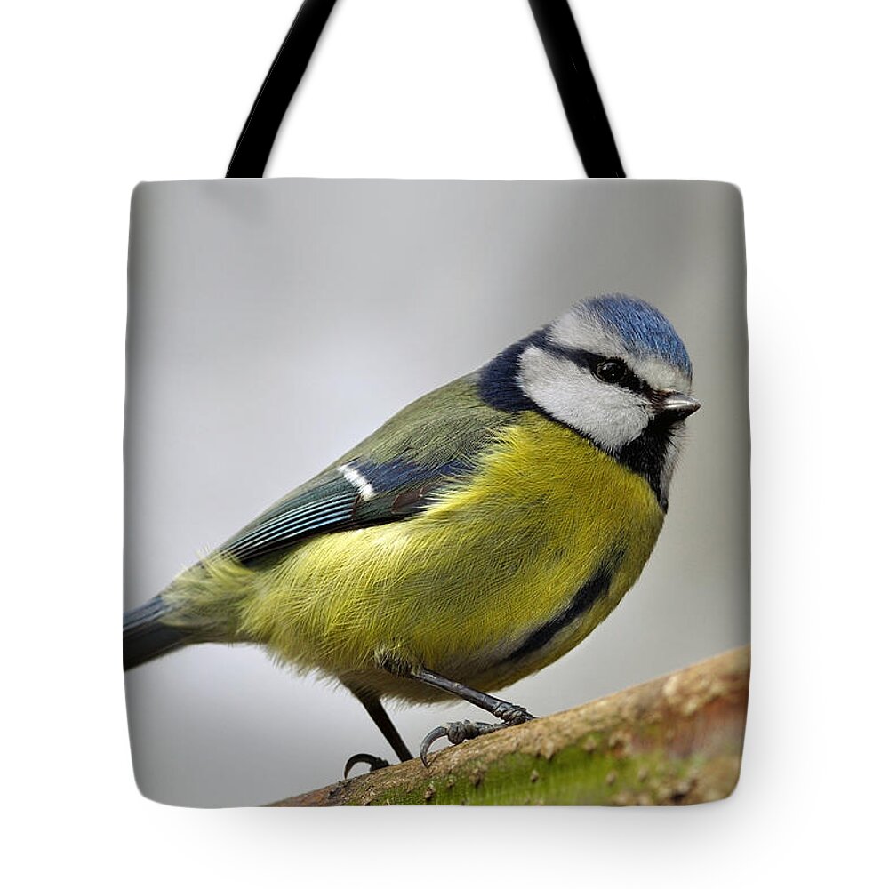 Blue Tit Tote Bag featuring the photograph   Blue Tit #1 by Gavin Macrae