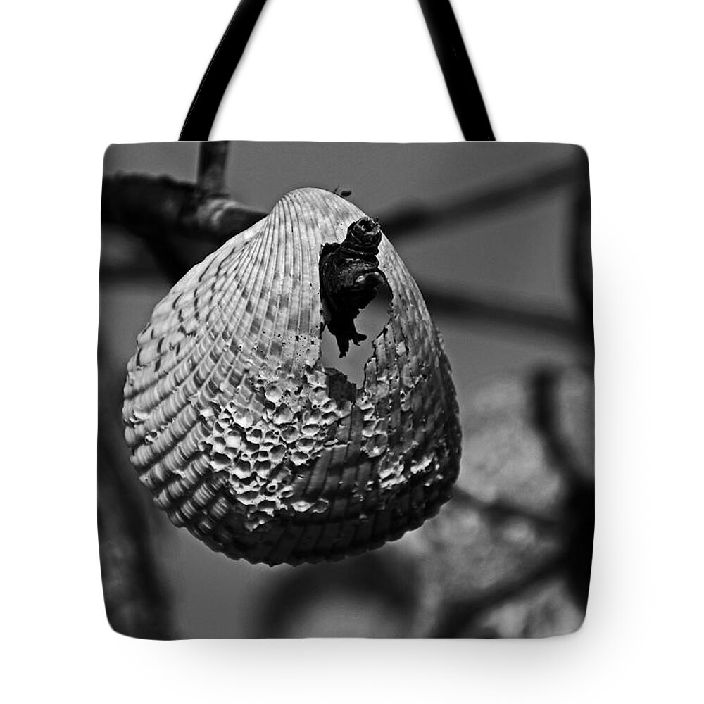 Sea Shell Tote Bag featuring the photograph A Shell at the Shore #1 by Michiale Schneider