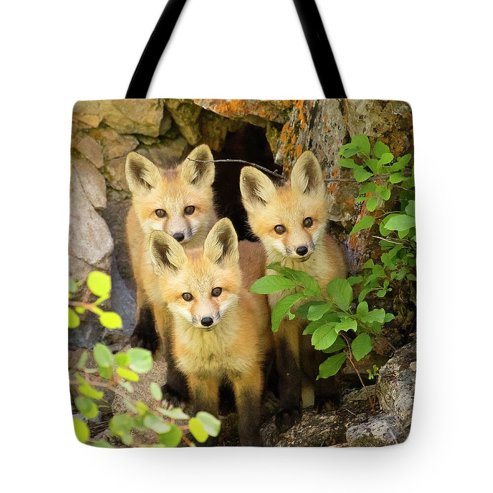 Red Fox Tote Bag featuring the photograph Alert #1 by Aaron Whittemore