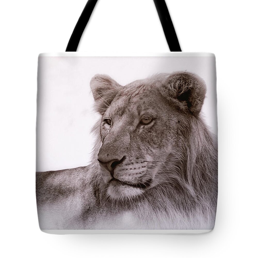 Lions Tote Bag featuring the photograph All Grown Up by Elaine Malott