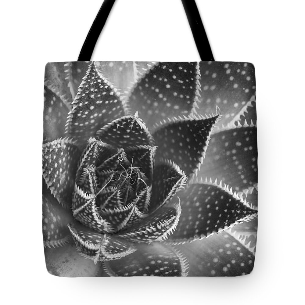 Aloe Aristata Tote Bag featuring the photograph Aloe aristata Succulent Plant abstract details by Michalakis Ppalis