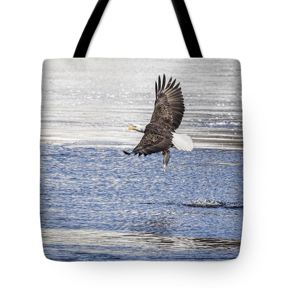 American Bald Eagle Tote Bag featuring the photograph American Bald Eagle 2015-22 #1 by Thomas Young