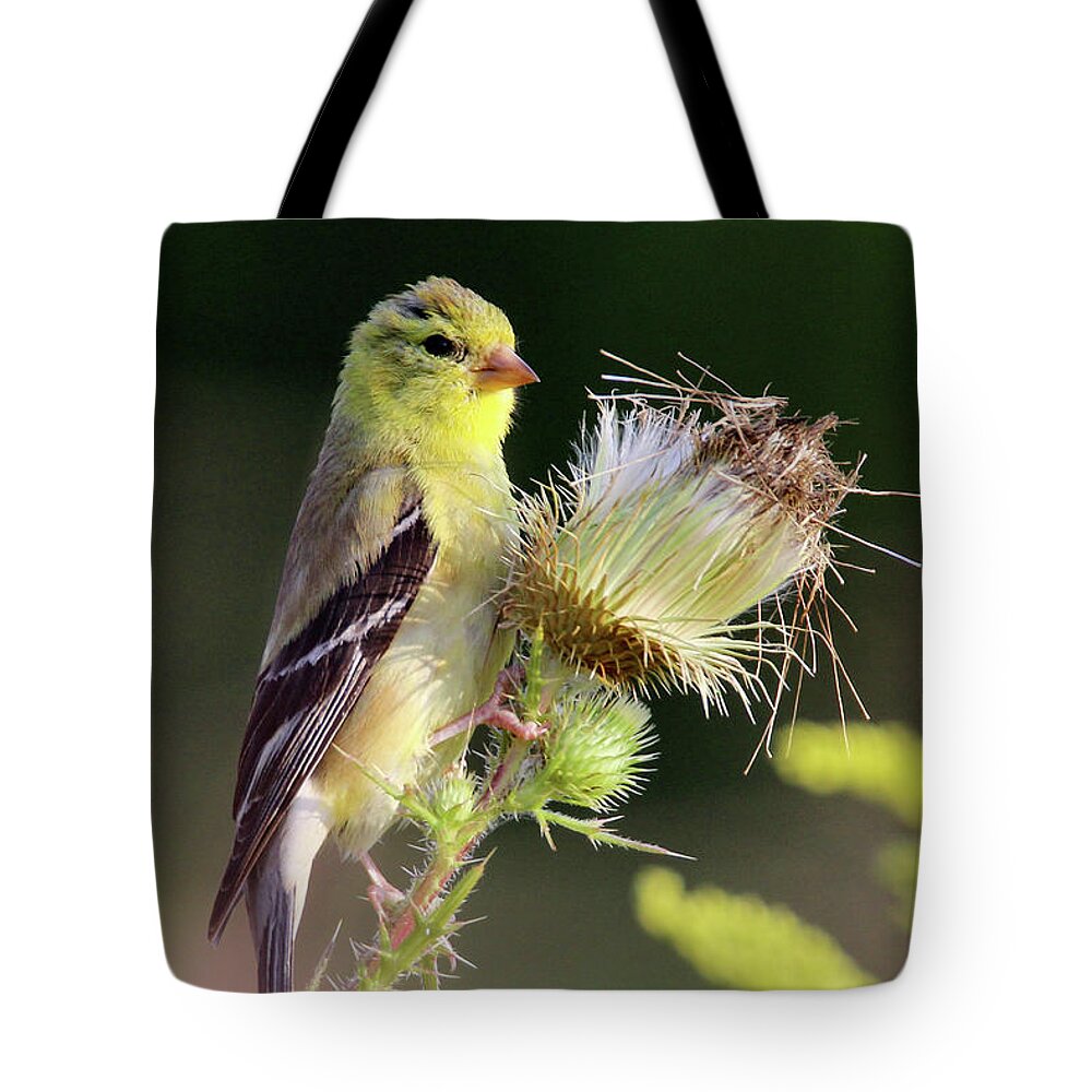 American Goldfinch Tote Bag featuring the photograph American Goldfinch Stony Brook New York #1 by Bob Savage