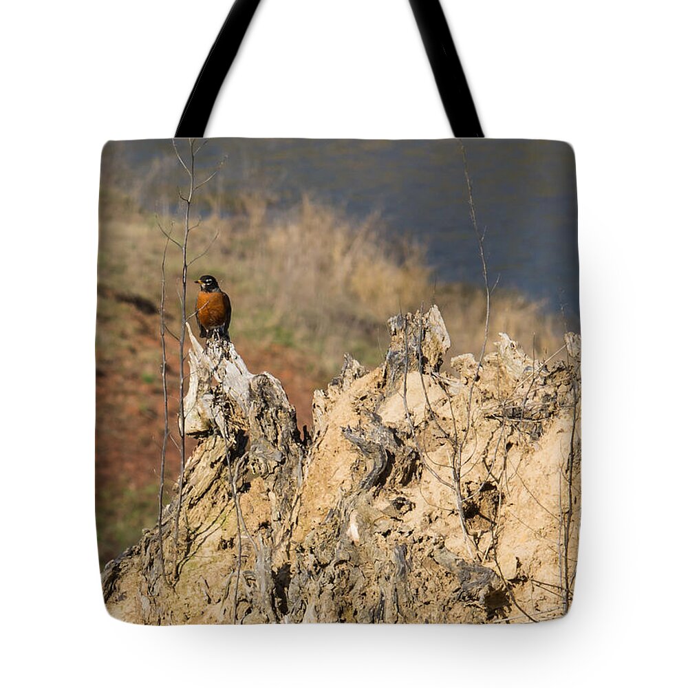 Jan Holden Tote Bag featuring the photograph American Robin #1 by Holden The Moment