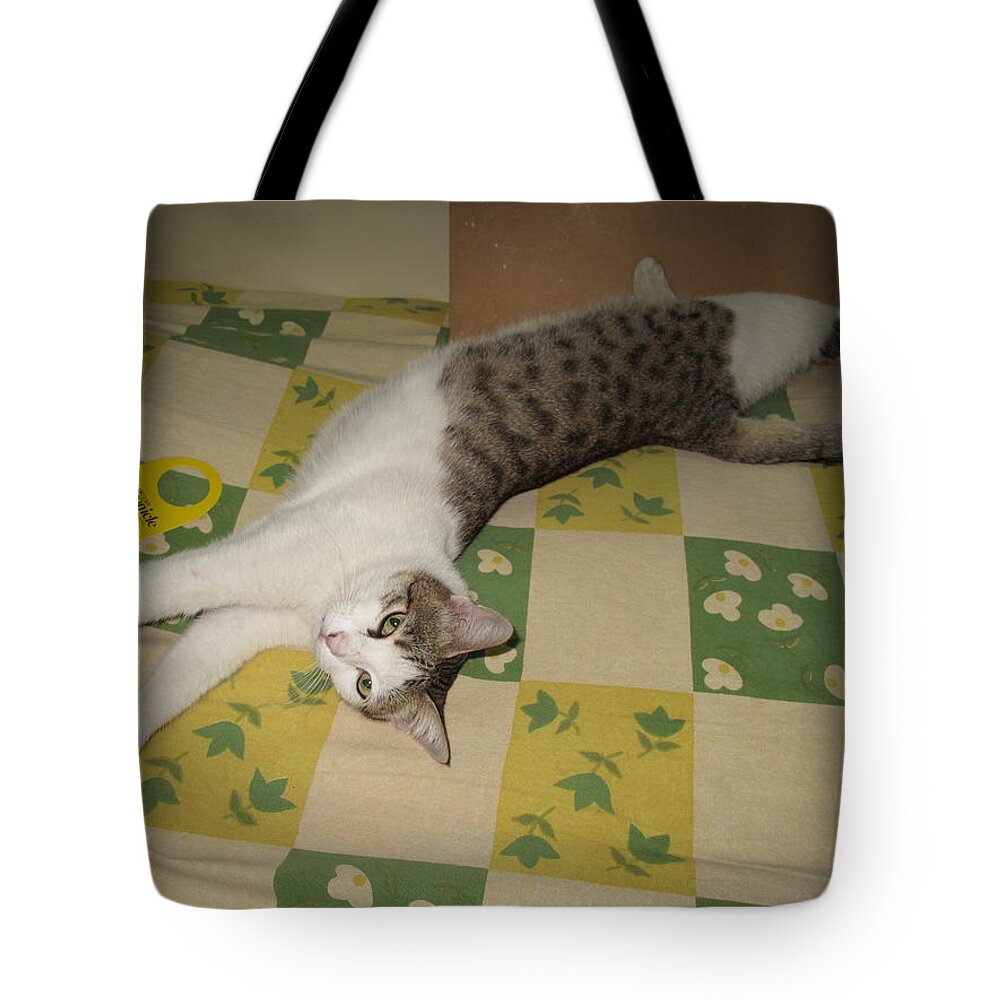 Relaxed Cat Tote Bag featuring the photograph Ammani the cat #1 by Asha Sudhaker Shenoy