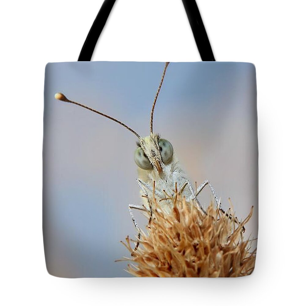  Tote Bag featuring the photograph Animal #1 by Dimitrios Karpoutzidis