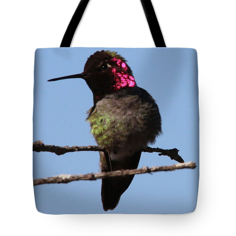 Hummingbird Tote Bag featuring the photograph Anna's Hummingbird #3 by Perry Hoffman