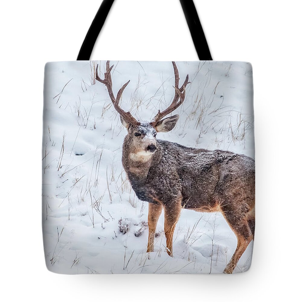 Deer Tote Bag featuring the photograph Atypical Buck by Darren White