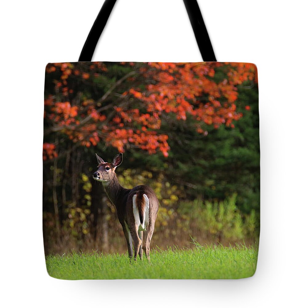 Deer Tote Bag featuring the photograph Autumn Doe by Brook Burling