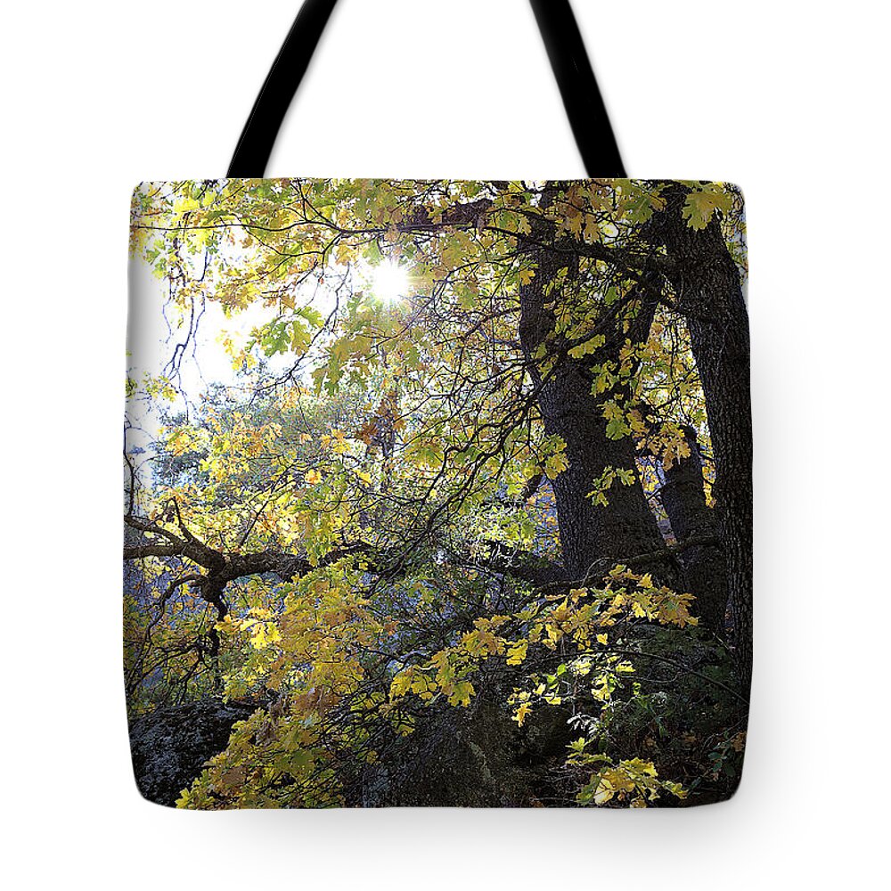 Autumn In Sequoia National Park Tote Bag featuring the photograph Autumn In Sequoia National Park #1 by Viktor Savchenko