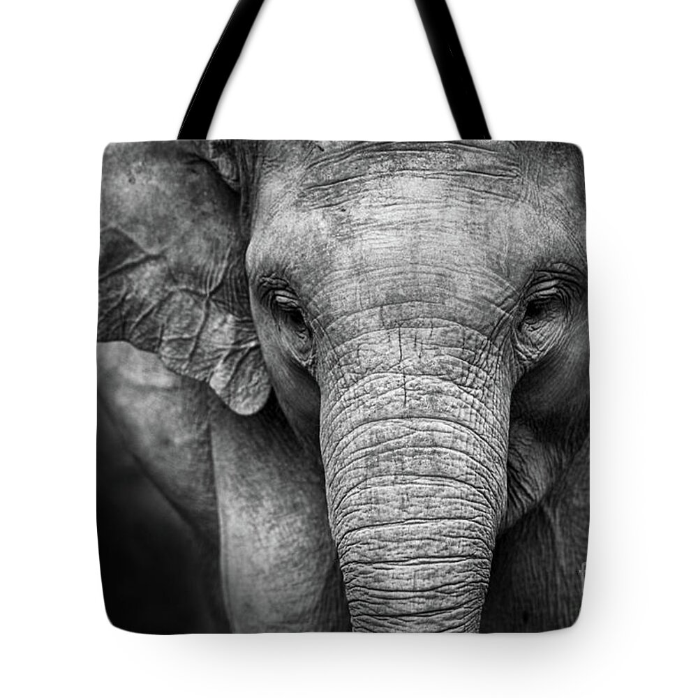 Elephant Tote Bag featuring the photograph Baby Elephant #1 by Charuhas Images
