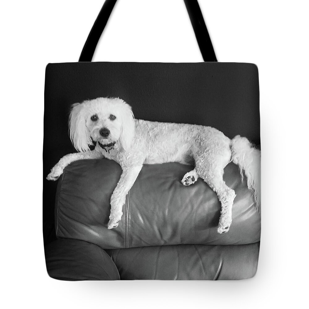 Cute Tote Bag featuring the photograph Bailey #2 by Diana Haronis