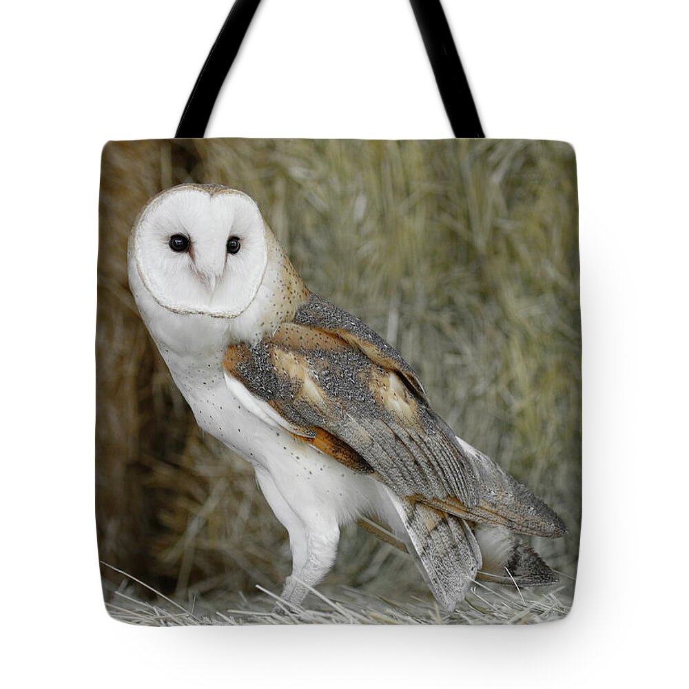 Barn Owl Tote Bag featuring the photograph Barn Owl on Hay by Steve McKinzie