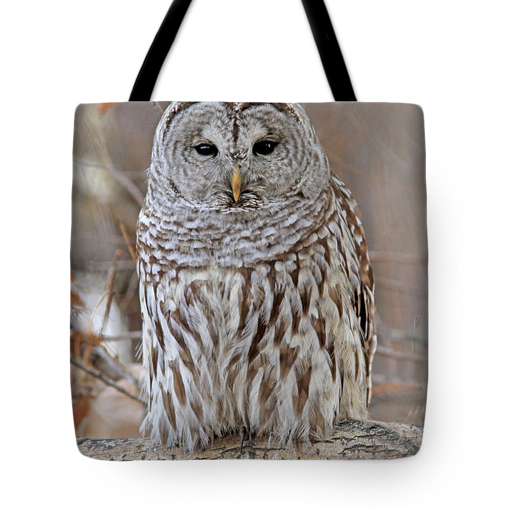 Barred Owl Tote Bag featuring the photograph Barred Owl #1 by Gary Wing