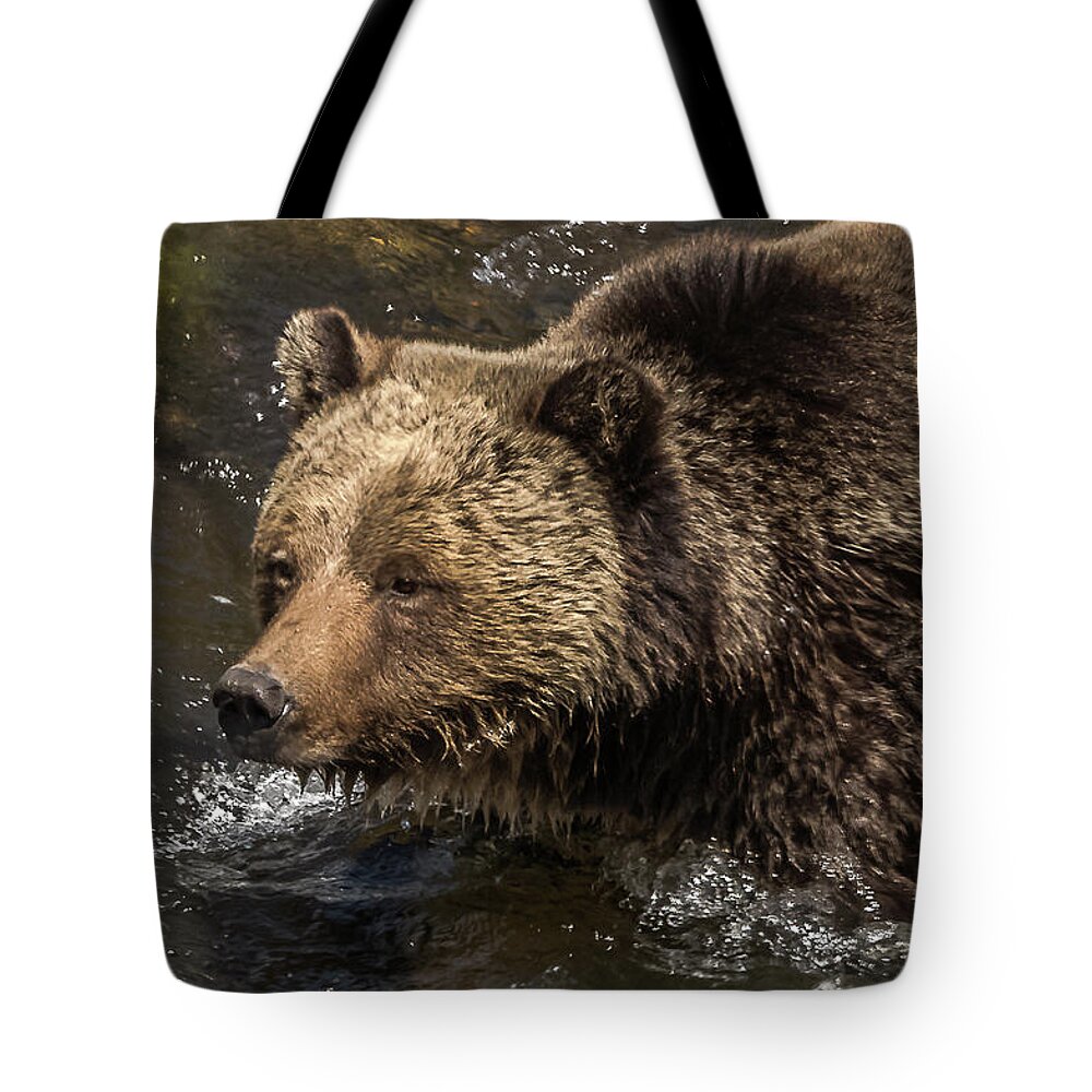 Grizzly Bear Tote Bag featuring the photograph Beryl Springs Sow In The River #1 by Yeates Photography