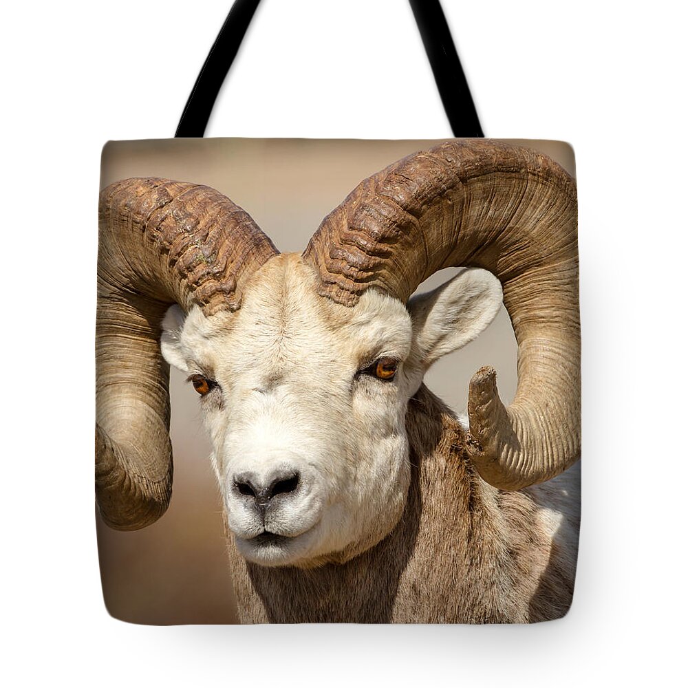Bighorn Tote Bag featuring the photograph Bighorn by Jack Bell