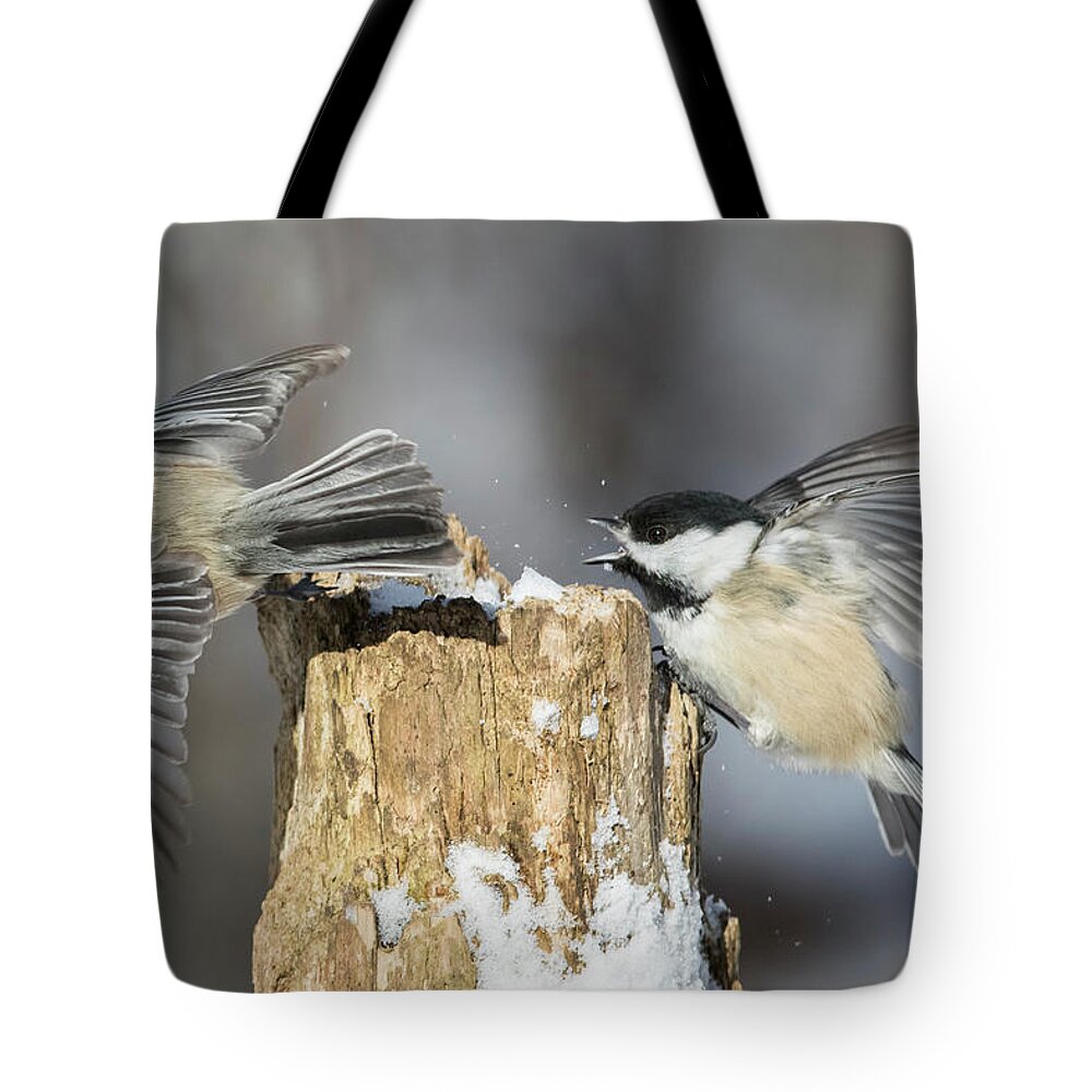 Black-capped Tote Bag featuring the photograph Black-capped Chickadee in winter #1 by Mircea Costina Photography