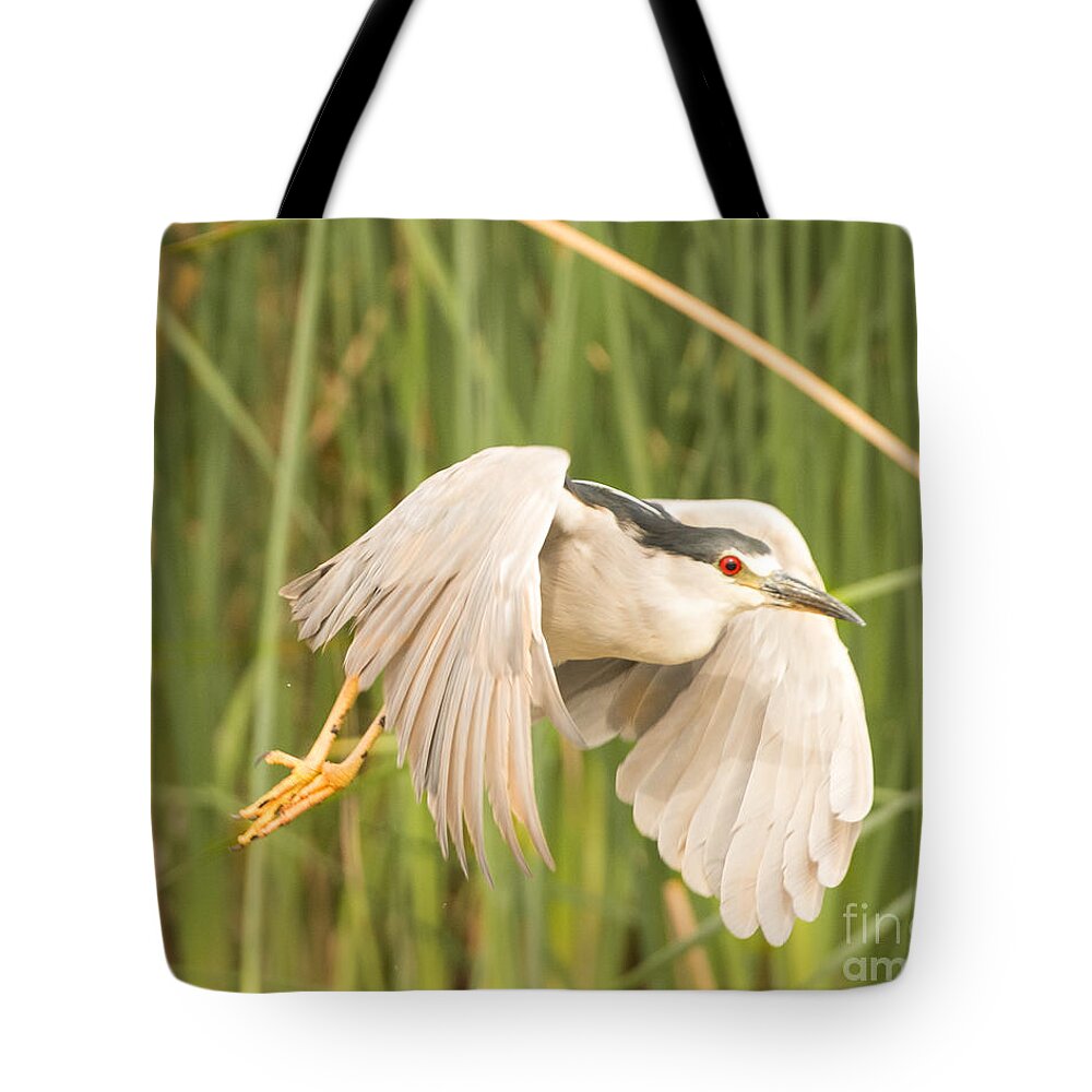 Bird Tote Bag featuring the photograph Black Crowned Night Heron #12 by Dennis Hammer