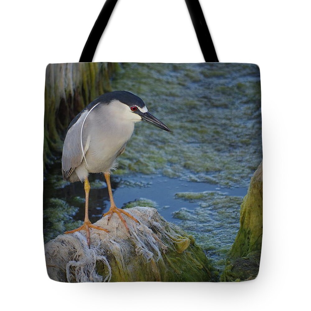 Anglesea Tote Bag featuring the photograph Black Crowned Night Heron #1 by Greg Graham