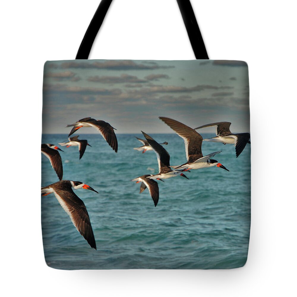 Black Skimmers Tote Bag featuring the photograph 1- Black Skimmers by Joseph Keane