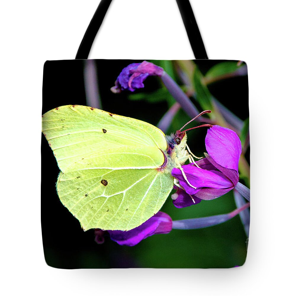 Animal Tote Bag featuring the photograph Brimstone butterfly by Amanda Mohler