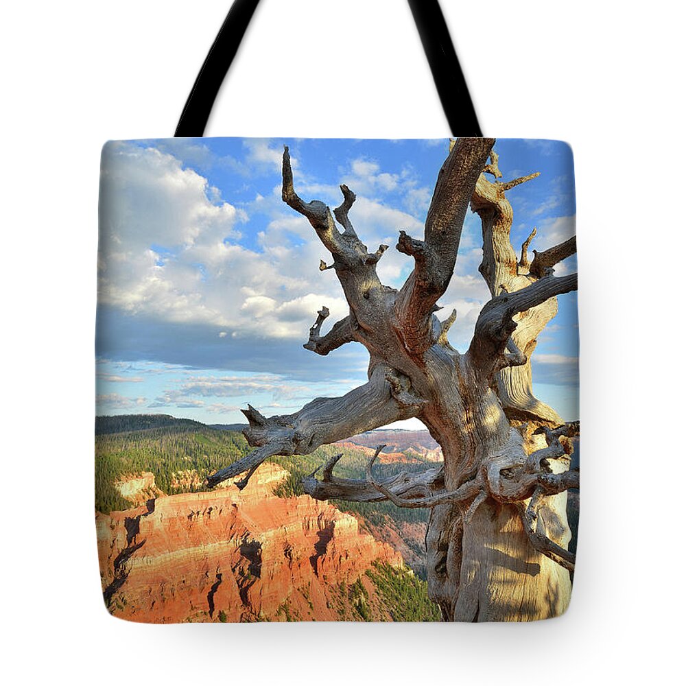 Dixie National Forest Tote Bag featuring the photograph Bristlecone Pine #1 by Ray Mathis